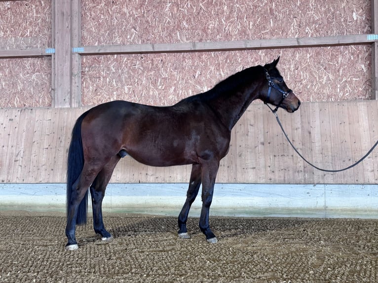 Trakehner Hongre 4 Ans 168 cm Bai in Langenenslingen