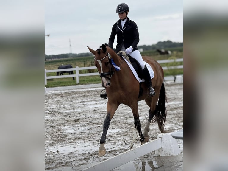 Trakehner Hongre 4 Ans 168 cm Bai in Friedeburg