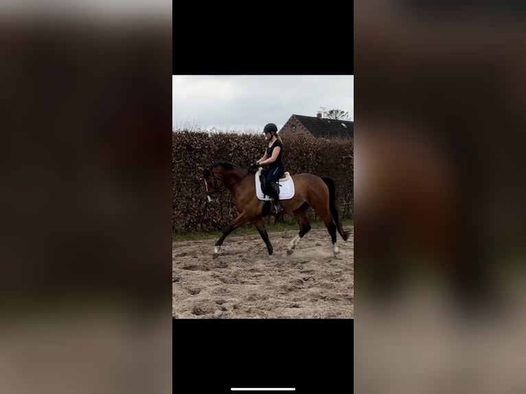 Trakehner Hongre 4 Ans 168 cm Bai in Friedeburg