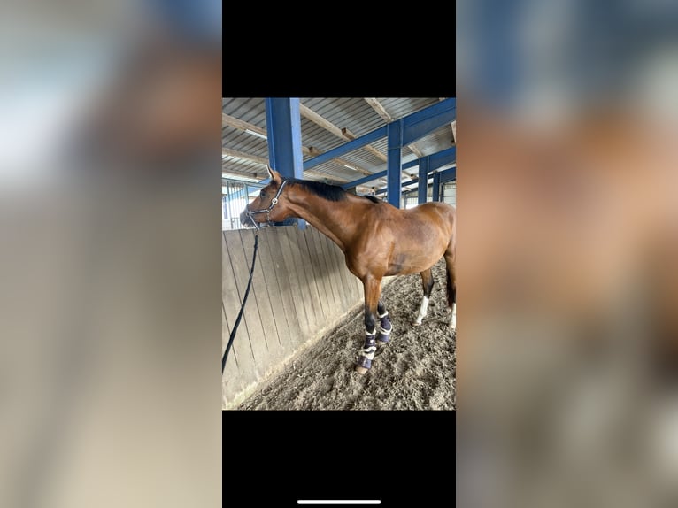 Trakehner Hongre 4 Ans 168 cm Bai in Friedeburg