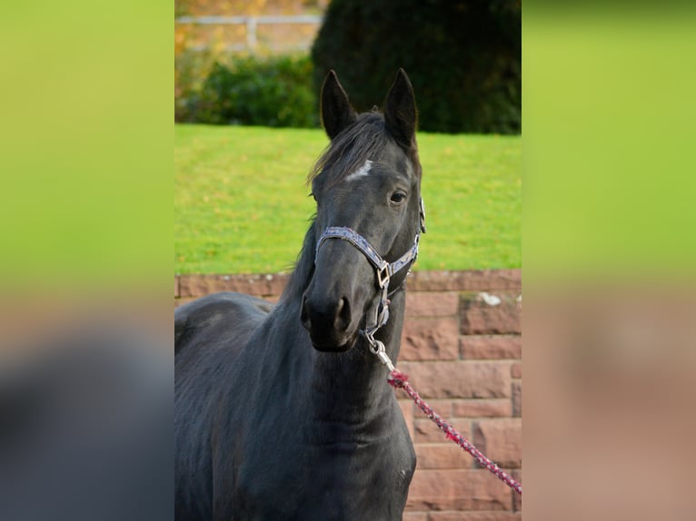 Trakehner Hongre 4 Ans 168 cm Noir in Alzenau in Unterfranken