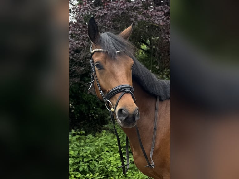 Trakehner Hongre 4 Ans 169 cm Bai in Kassel