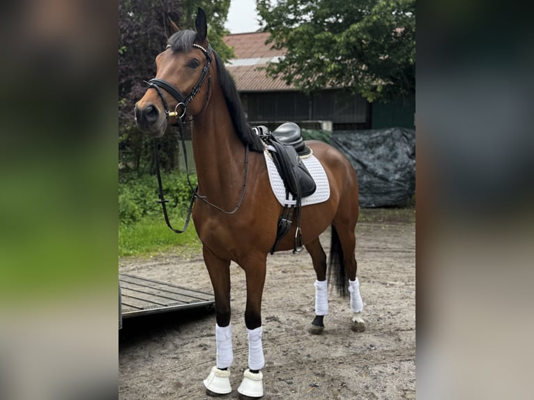 Trakehner Hongre 4 Ans 169 cm Bai in Kassel