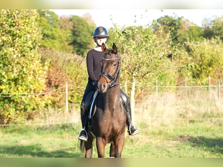 Trakehner Hongre 4 Ans 169 cm Bai in Diez