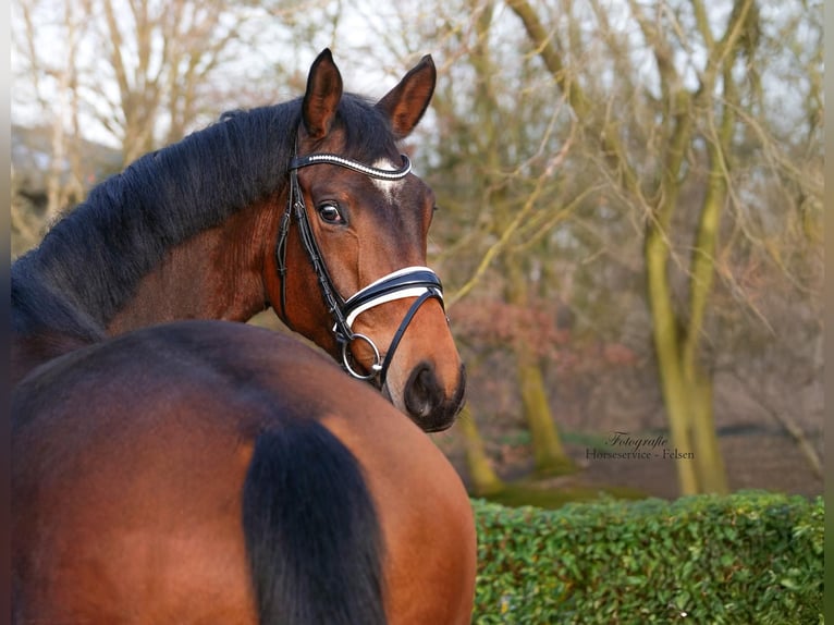 Trakehner Hongre 4 Ans 169 cm Bai in Essen (Oldenburg)