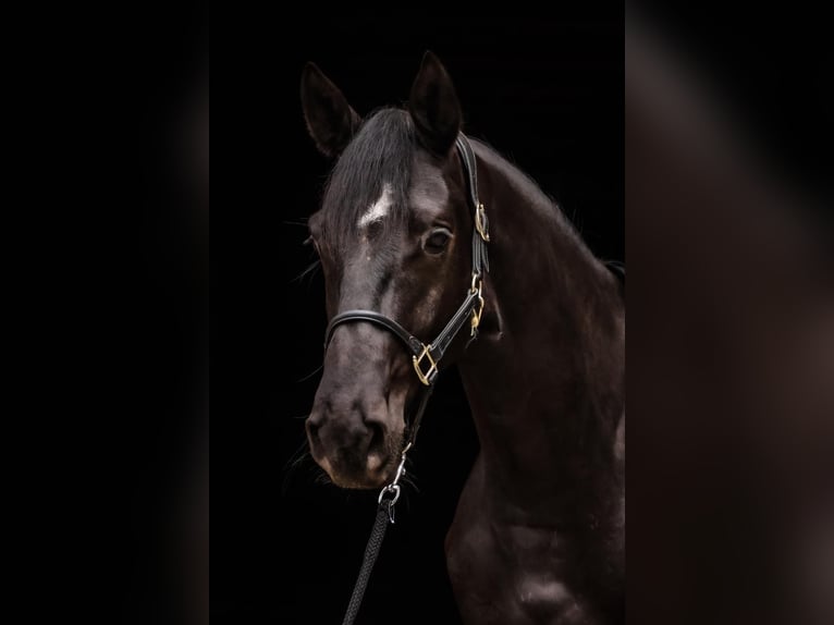 Trakehner Hongre 4 Ans 169 cm Noir in Roßdorf
