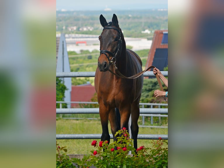 Trakehner Hongre 4 Ans 170 cm Bai in Alzenau in Unterfranken