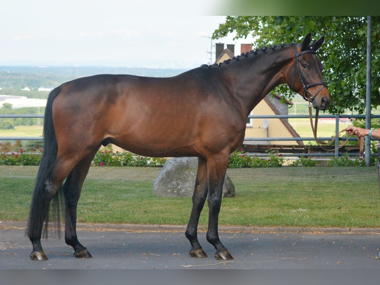 Trakehner Hongre 4 Ans 170 cm Bai in Alzenau in Unterfranken