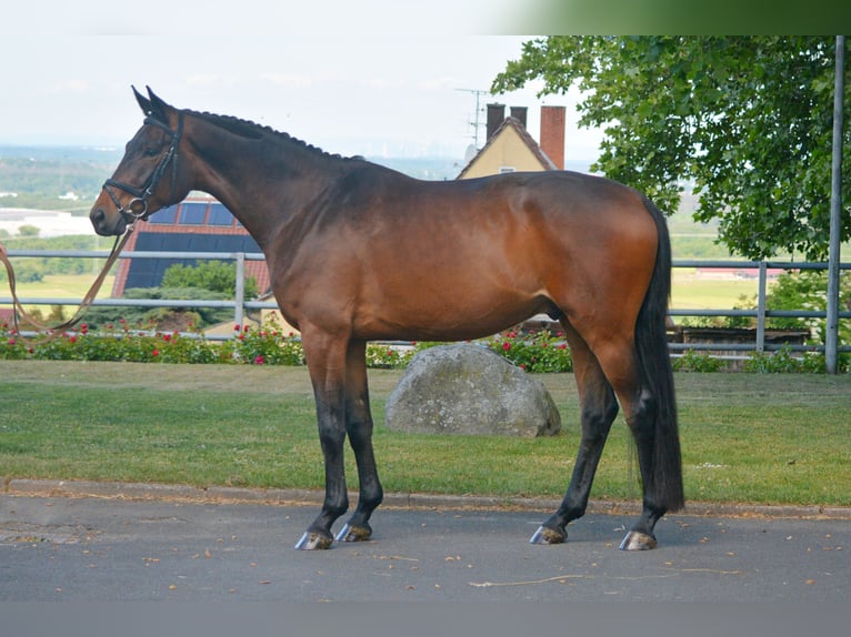 Trakehner Hongre 4 Ans 170 cm Bai in Alzenau in Unterfranken