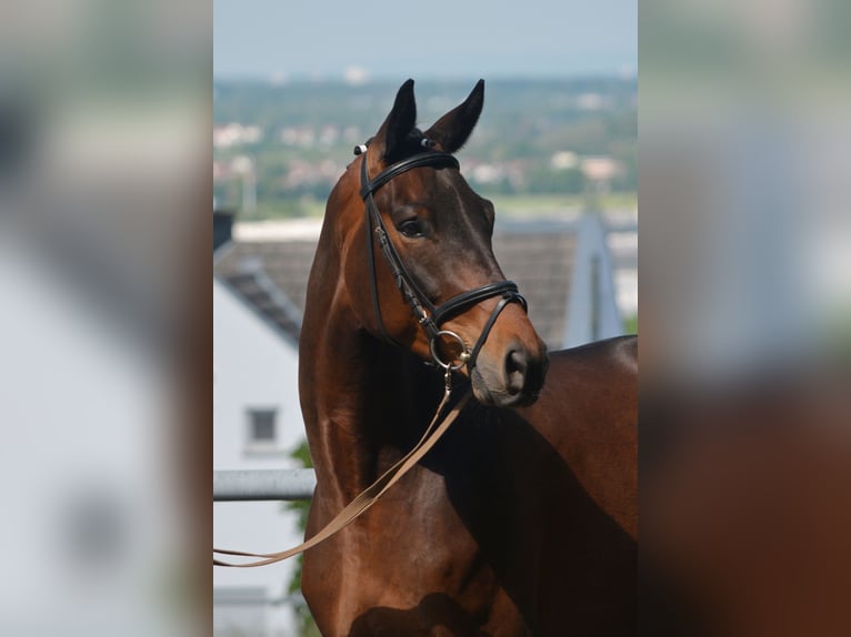 Trakehner Hongre 4 Ans 170 cm Bai in Alzenau in Unterfranken