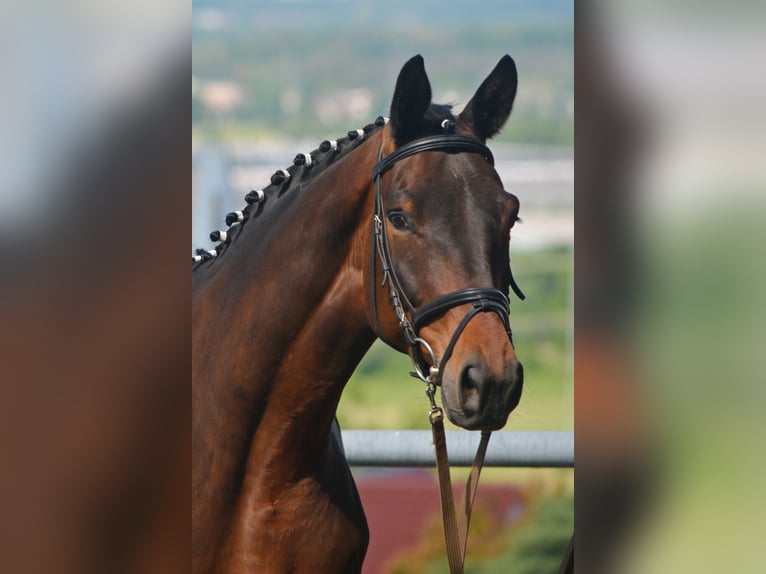 Trakehner Hongre 4 Ans 170 cm Bai in Alzenau in Unterfranken