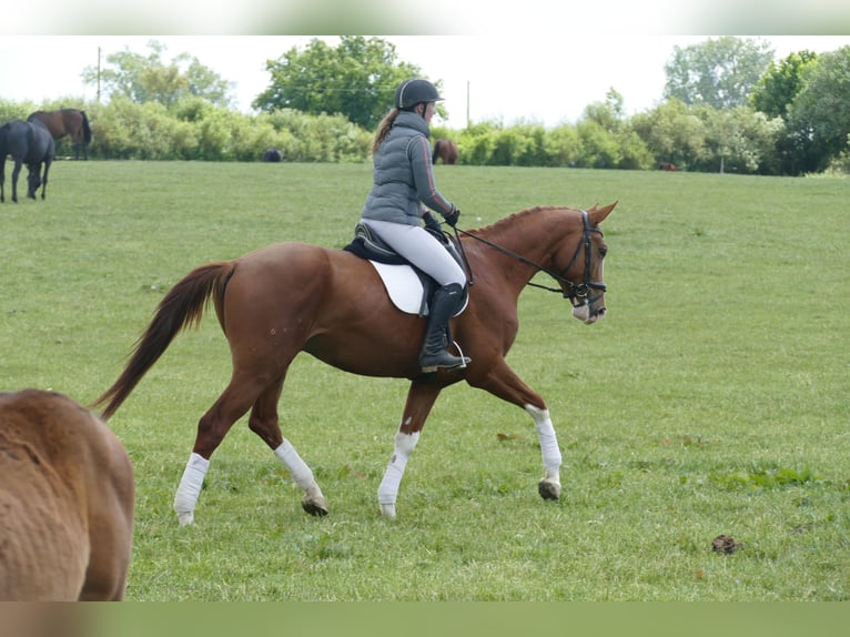 Trakehner Hongre 4 Ans 171 cm Alezan in Ganschow