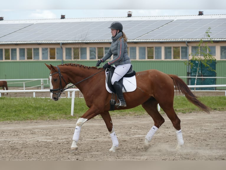 Trakehner Hongre 4 Ans 171 cm Alezan in Ganschow