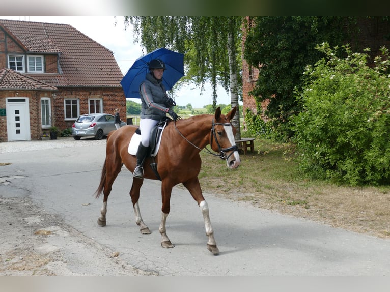 Trakehner Hongre 4 Ans 171 cm Alezan in Ganschow