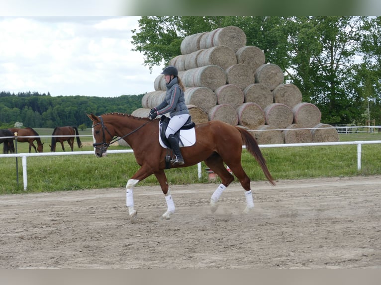 Trakehner Hongre 4 Ans 171 cm Alezan in Ganschow