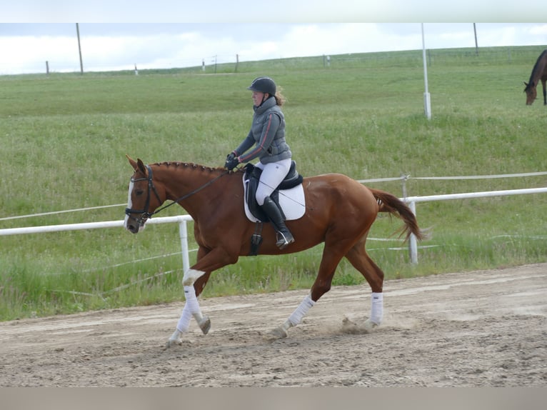 Trakehner Hongre 4 Ans 171 cm Alezan in Ganschow