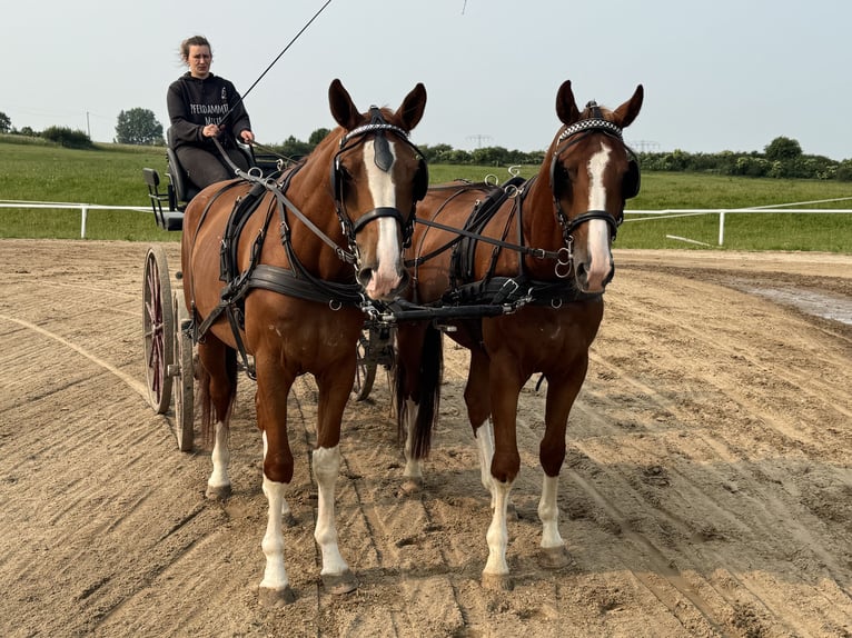 Trakehner Hongre 4 Ans 171 cm Alezan in Ganschow