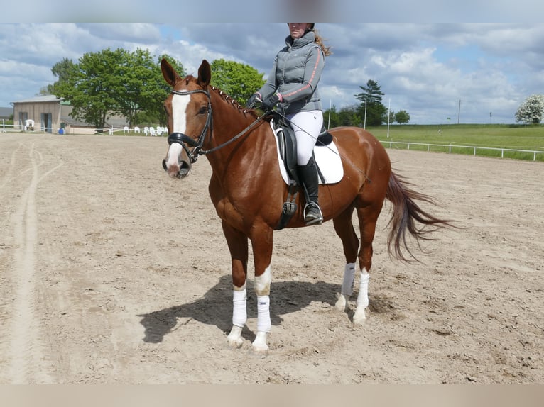Trakehner Hongre 4 Ans 171 cm Alezan in Ganschow