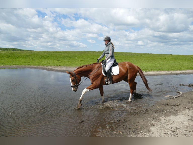Trakehner Hongre 4 Ans 171 cm Alezan in Ganschow