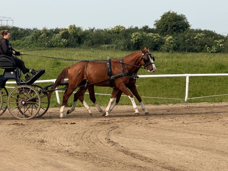 Trakehner Hongre 4 Ans 171 cm Alezan in Ganschow