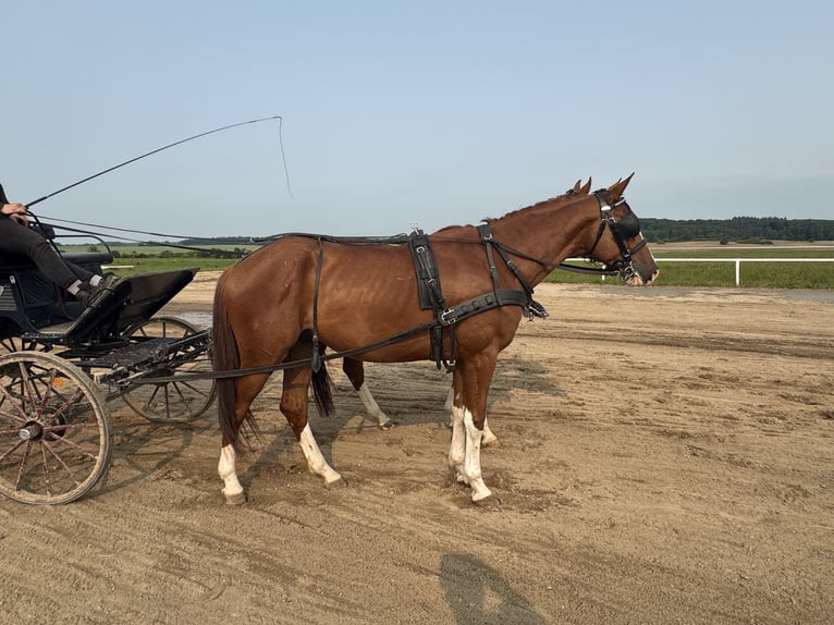 Trakehner Hongre 4 Ans 171 cm Alezan in Ganschow