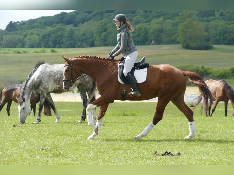 Trakehner Hongre 4 Ans 171 cm Alezan in Ganschow