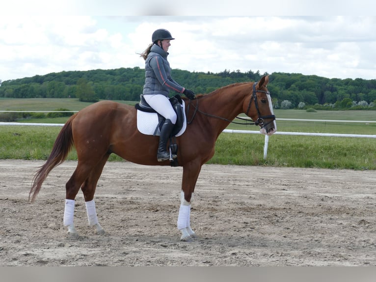 Trakehner Hongre 4 Ans 171 cm Alezan in Ganschow