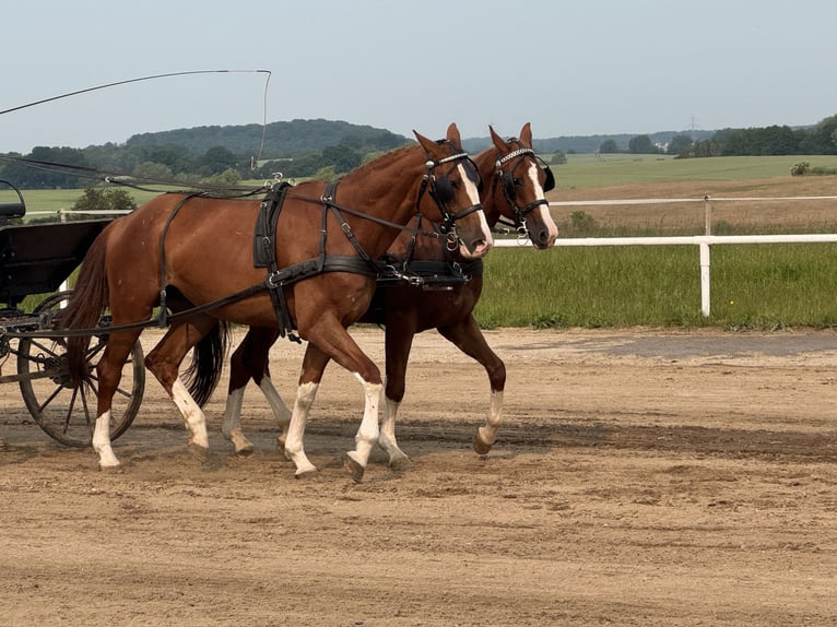 Trakehner Hongre 4 Ans 171 cm Alezan in Ganschow