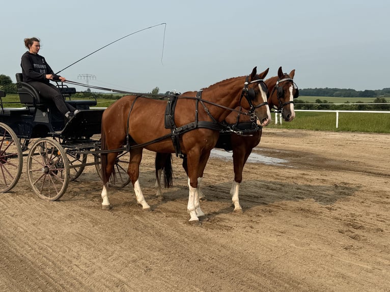 Trakehner Hongre 4 Ans 171 cm Alezan in Ganschow