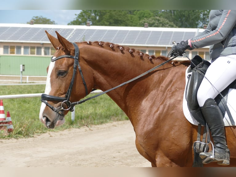 Trakehner Hongre 4 Ans 171 cm Alezan in Ganschow