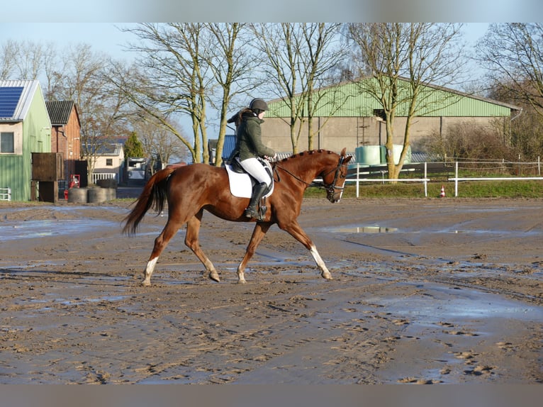 Trakehner Hongre 4 Ans 172 cm Alezan brûlé in Ganschow