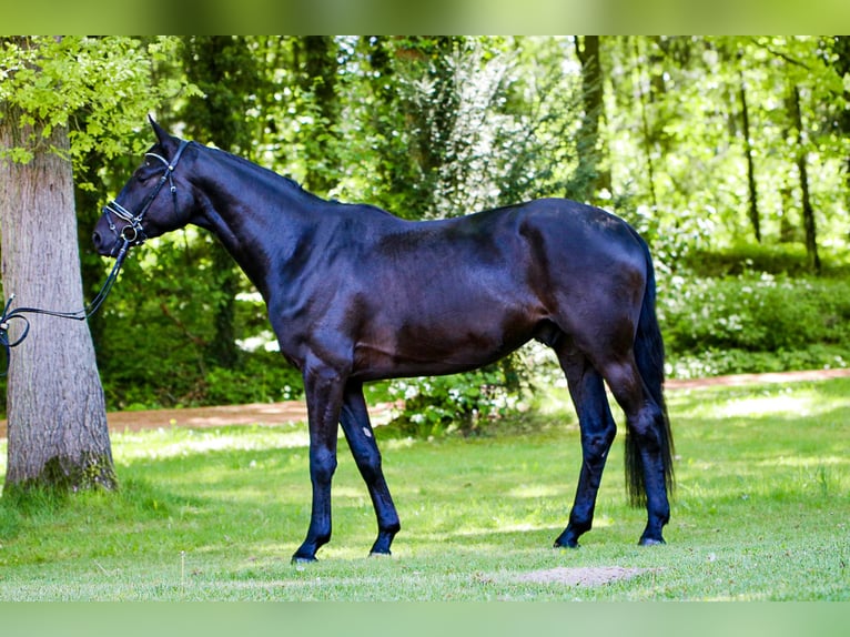 Trakehner Hongre 4 Ans 174 cm Noir in Bomlitz