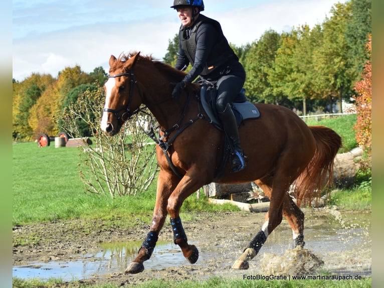 Trakehner Hongre 4 Ans 175 cm Alezan in Neunkirchen-Seelscheid