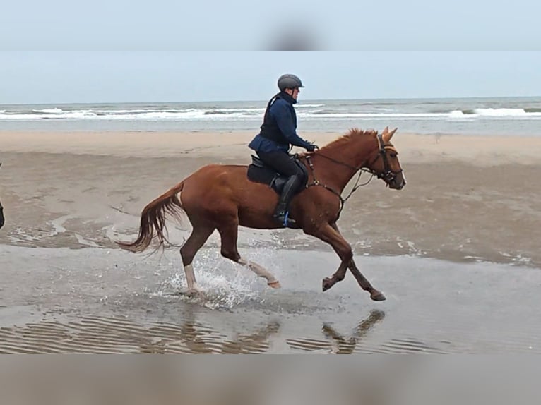 Trakehner Hongre 4 Ans 175 cm Alezan in Neunkirchen-Seelscheid
