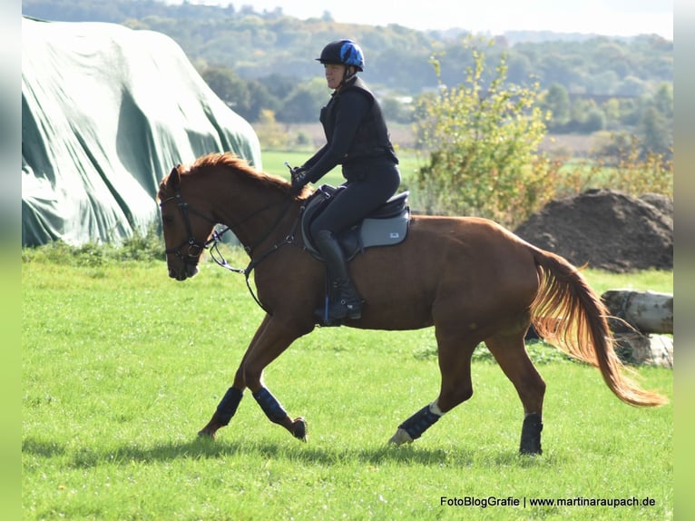 Trakehner Hongre 4 Ans 175 cm Alezan in Neunkirchen-Seelscheid