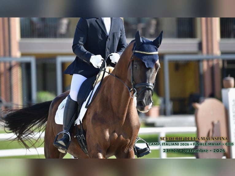Trakehner Hongre 4 Ans 175 cm Bai brun foncé in Divino Amore