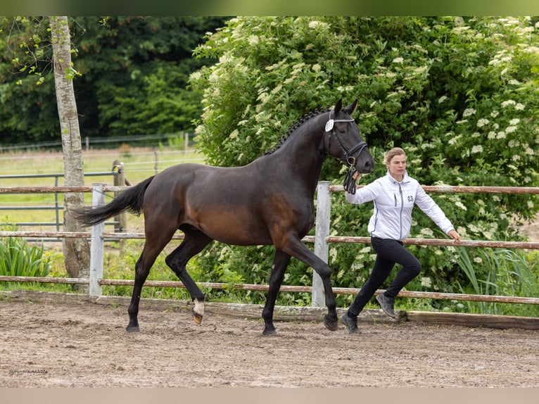 Trakehner Hongre 4 Ans Bai brun foncé in Kiel