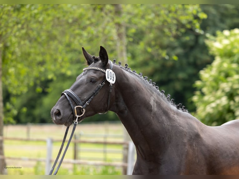 Trakehner Hongre 4 Ans Bai brun foncé in Kiel