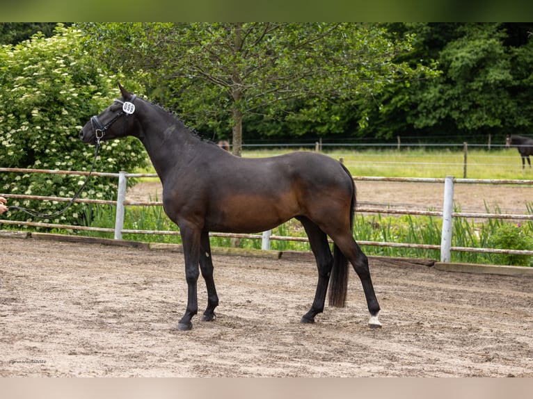 Trakehner Hongre 4 Ans Bai brun foncé in Kiel