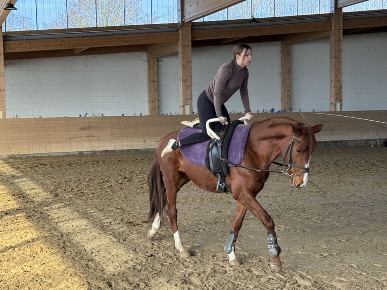 Trakehner Hongre 5 Ans 155 cm Alezan in Ganschow