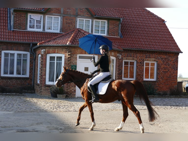 Trakehner Hongre 5 Ans 155 cm Alezan in Ganschow