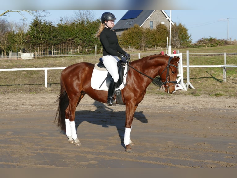 Trakehner Hongre 5 Ans 155 cm Alezan in Ganschow