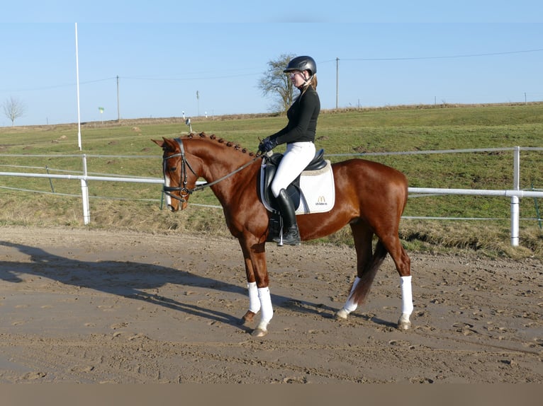 Trakehner Hongre 5 Ans 155 cm Alezan in Ganschow