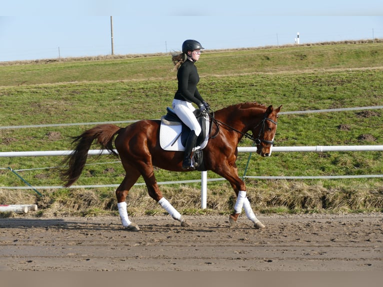 Trakehner Hongre 5 Ans 155 cm Alezan in Ganschow