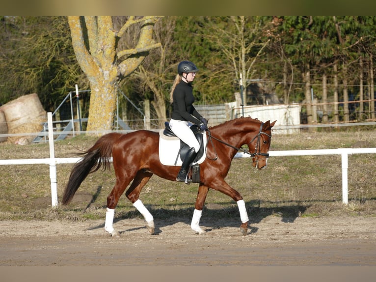 Trakehner Hongre 5 Ans 155 cm Alezan in Ganschow