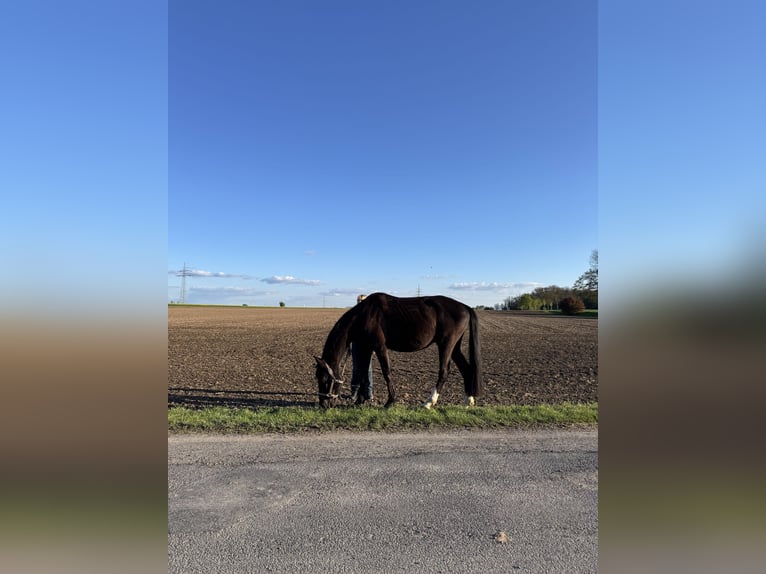 Trakehner Hongre 5 Ans 161 cm Bai brun in Hemmingen