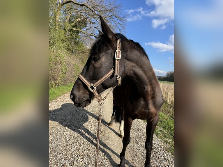 Trakehner Hongre 5 Ans 161 cm Bai brun in Hemmingen