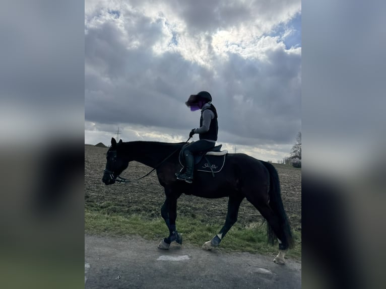 Trakehner Hongre 5 Ans 161 cm Bai brun in Hemmingen