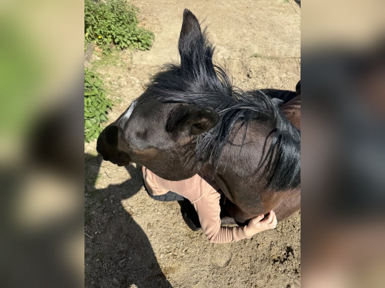 Trakehner Hongre 5 Ans 161 cm Bai brun in Hemmingen