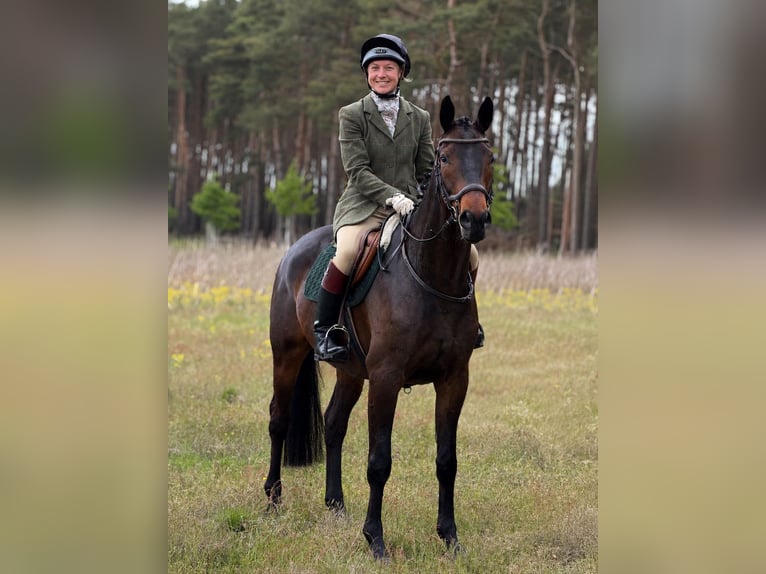 Trakehner Hongre 5 Ans 161 cm Bai brun foncé in Aulosen